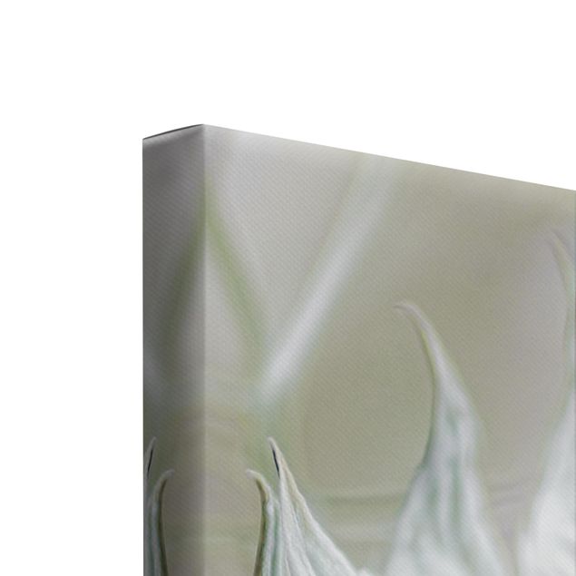 Leinwandbild 3-teilig - Weiße Nigella - Galerie Triptychon