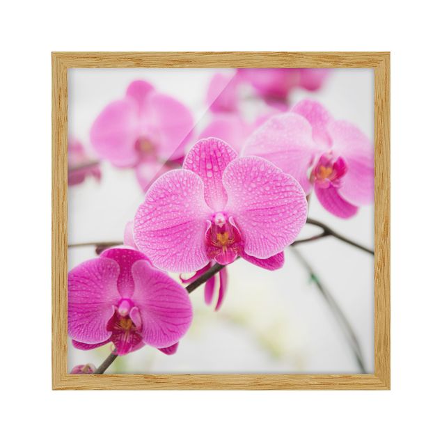 Wandbilder Floral Nahaufnahme Orchidee