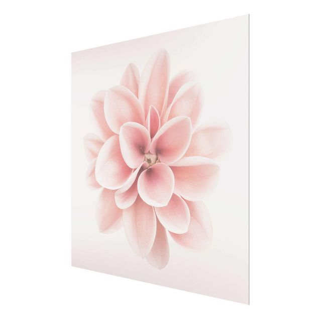 schöne Bilder Dahlie Rosa Pastell Blume Zentriert