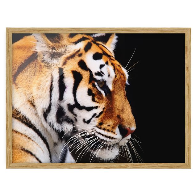 Gerahmte Bilder Tiere Tiger Schönheit