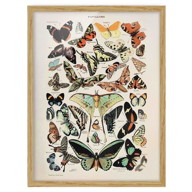 Gerahmte Bilder Tiere Vintage Lehrtafel Schmetterlinge und Falter
