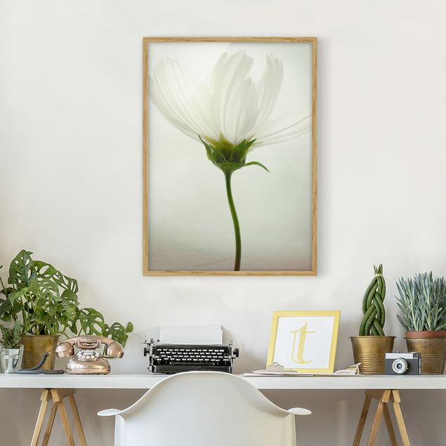 gerahmte Blumenbilder Weiße Cosmea