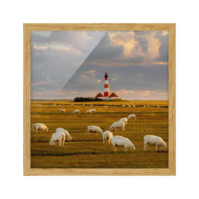 Wandbilder Strände Nordsee Leuchtturm mit Schafsherde