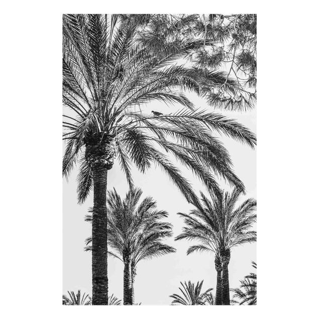 schwarz weiß Glasbilder Palmen im Sonnenuntergang Schwarz-Weiß
