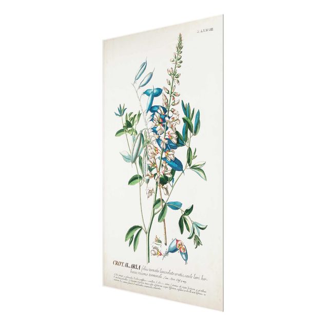 Wandbilder Vintage Botanik Illustration Hülsenfrüchte