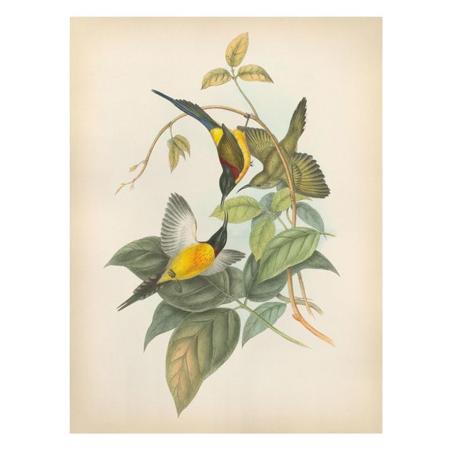 Wandbilder Blumen Vintage Illustration Tropische Vögel IV