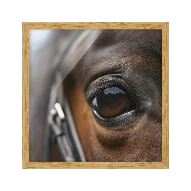 Wandbilder Tiere Horse Eye No.3