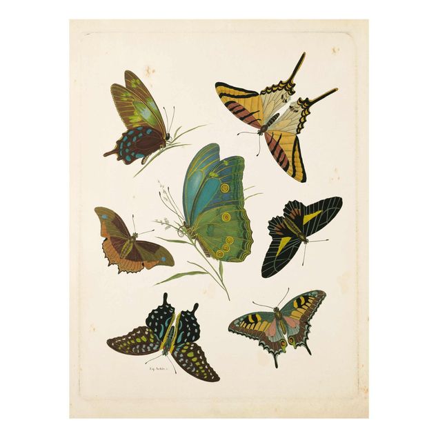 Wandbilder Vintage Vintage Illustration Exotische Schmetterlinge