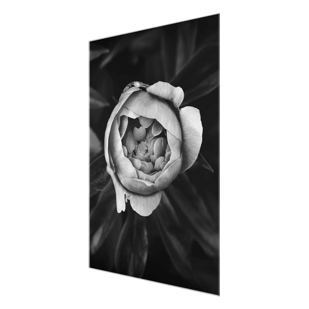 Wandbilder Floral Pfingstrosenblüte vor Blättern Schwarz Weiß