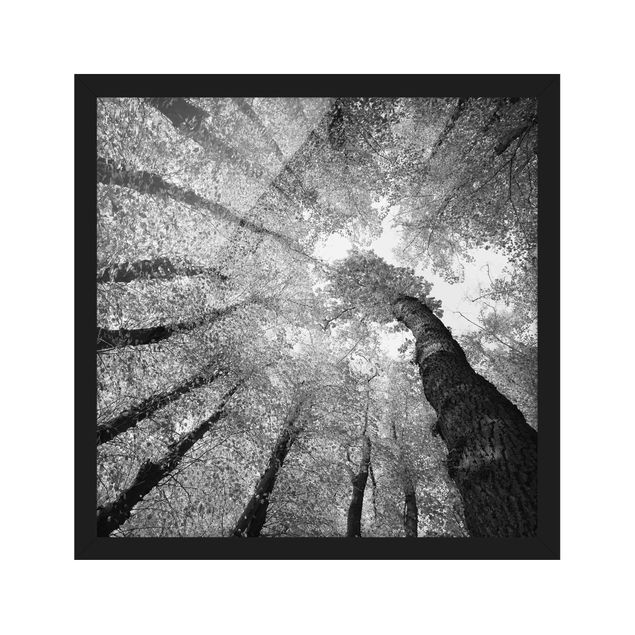 schwarz-weiß Bilder gerahmt Bäume des Lebens II