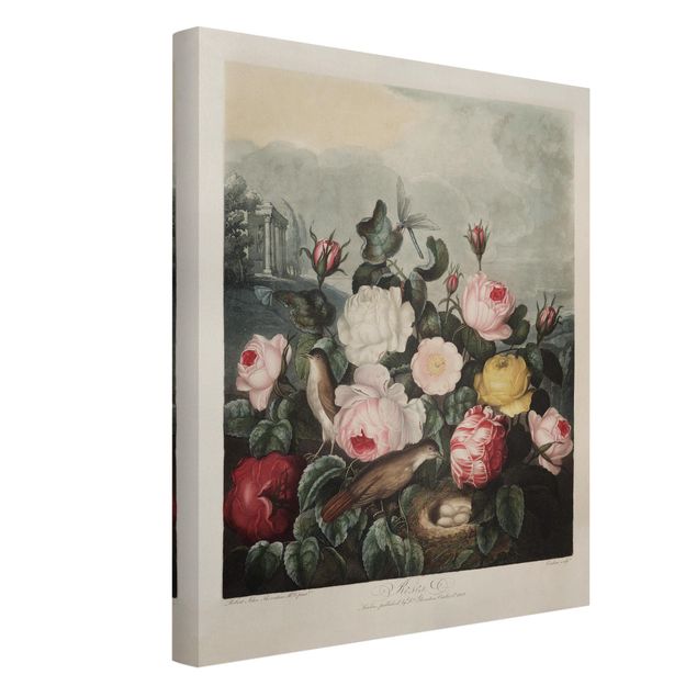Wandbilder Floral Botanik Vintage Illustration Rosen