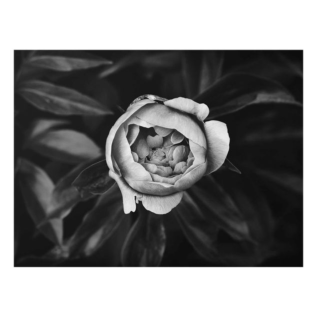 Glasbild schwarz-weiß Pfingstrosenblüte vor Blättern Schwarz Weiß