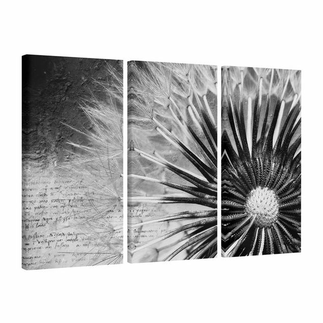 schwarz-weiß Bilder auf Leinwand Pusteblume Schwarz & Weiß
