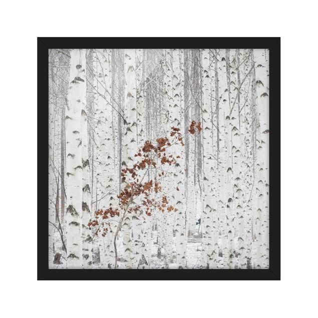 schwarz-weiß Bilder mit Rahmen Birken im Herbst