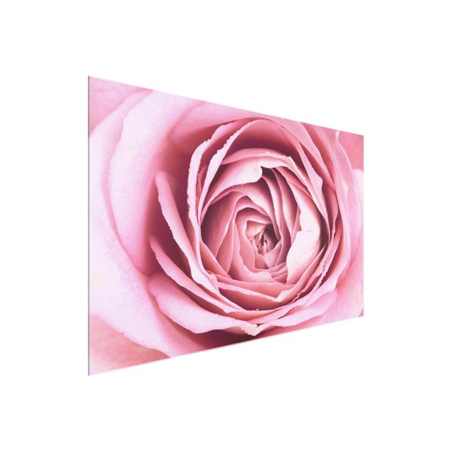 Glasbilder Blumen Rosa Rosenblüte