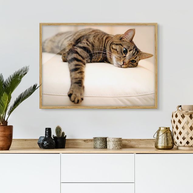 Wandbilder Katzen Cat Chill Out