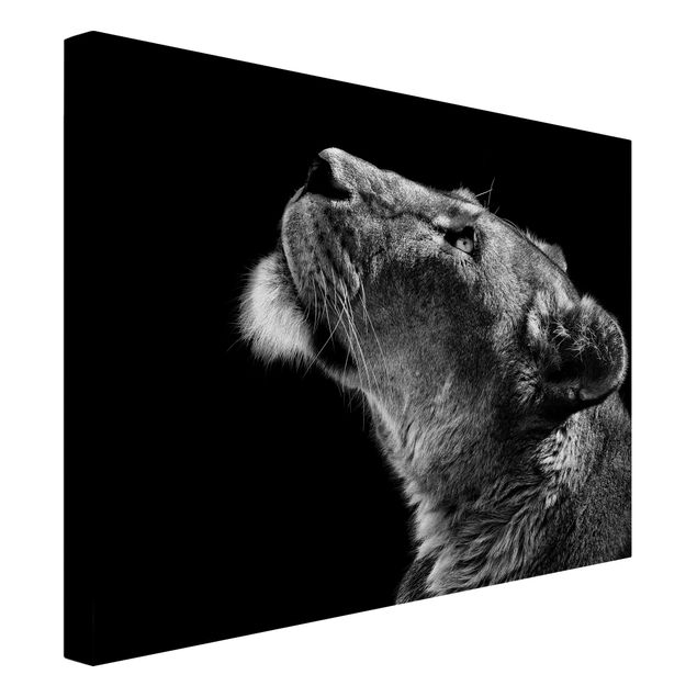 Leinwandbilder schwarz-weiß Portrait einer Löwin