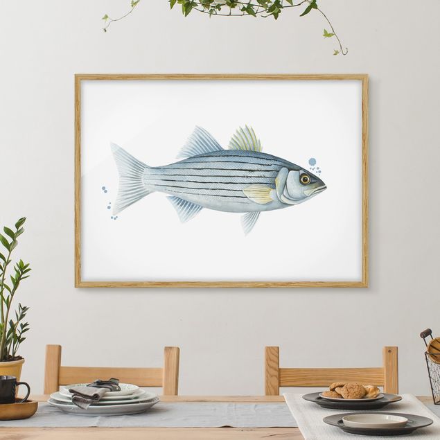 Wandbilder Fische Farbfang - Weißbarsch