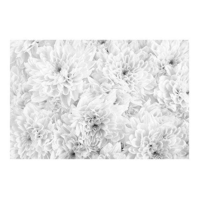 Fototapete Dahlien Blumenmeer Schwarz-Weiß