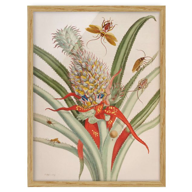 Wandbilder Floral Anna Maria Sibylla Merian - Ananas mit Insekten