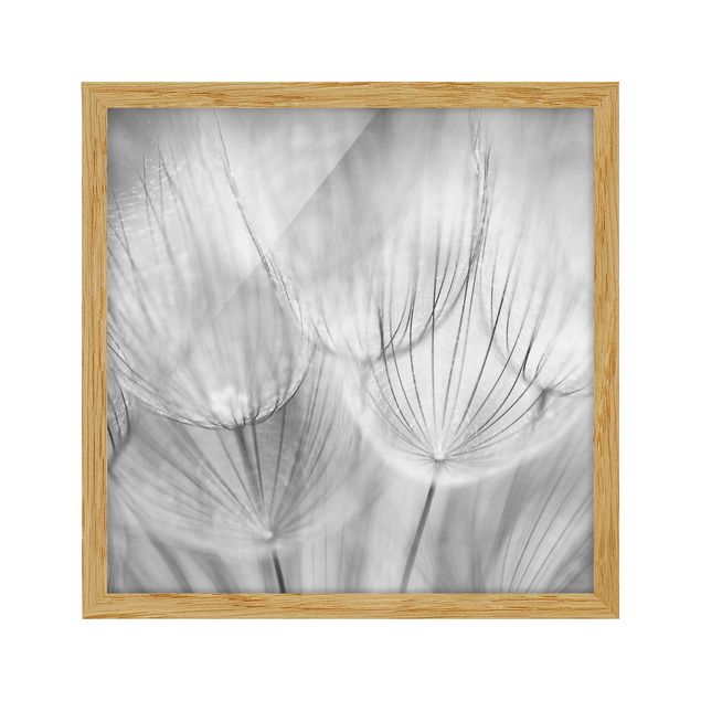 Wandbilder Floral Pusteblumen Makroaufnahme in schwarz weiß