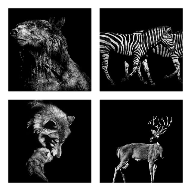 Zebra Bilder auf Leinwand Wildtiere vor Schwarz Set I