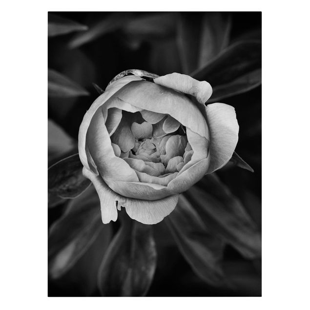 Wandbilder Floral Pfingstrosenblüte vor Blättern Schwarz Weiß