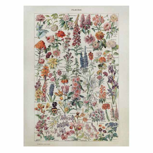 Wandbilder Blumen Vintage Lehrtafel Blumen V