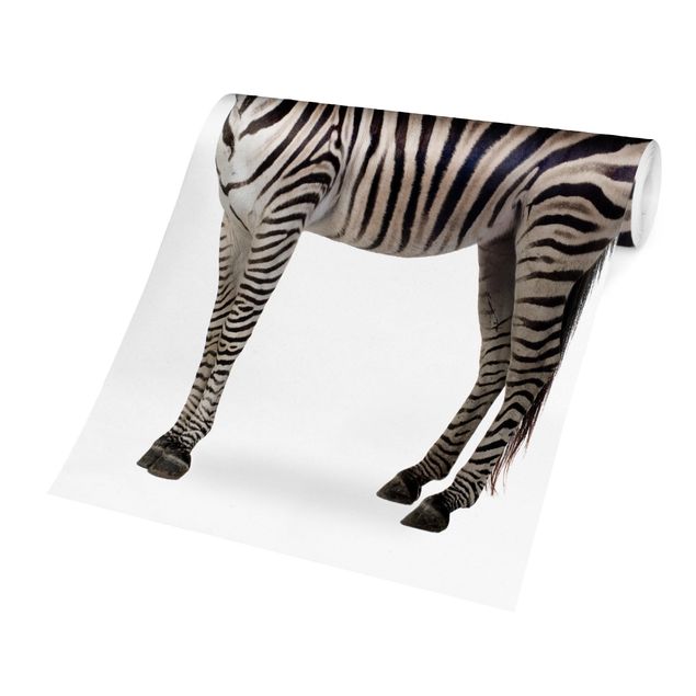 Fototapete kaufen Dickes Zebra