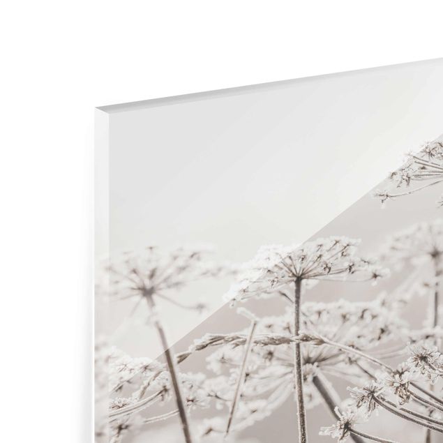 Bilder auf Glas Doldenblüten im Frost
