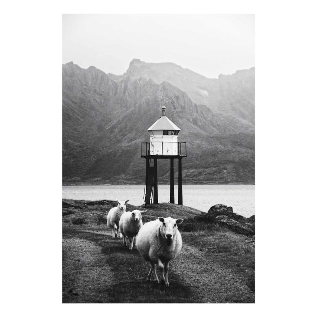 Wandbilder Schwarz-Weiß Drei Schafe auf den Lofoten