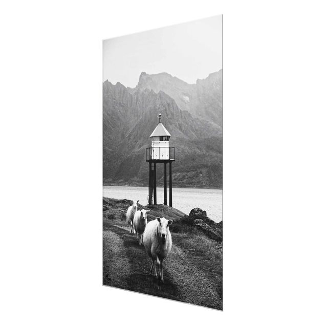 Wandbilder Drei Schafe auf den Lofoten