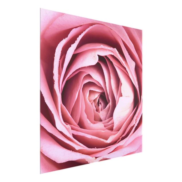 Glasbilder Blumen Motive Rosa Rosenblüte