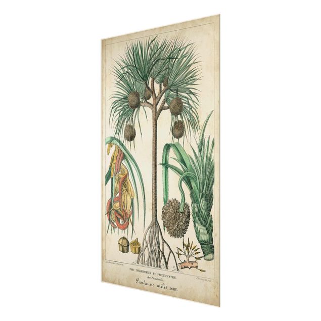 Wandbilder Grün Vintage Lehrtafel Exotische palmen I