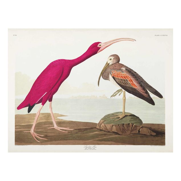 Wandbilder Landschaften Vintage Lehrtafel Roter Ibis