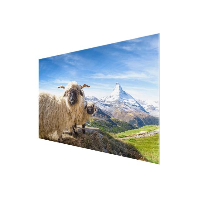 Wandbilder Glas Natur Schwarznasenschafe von Zermatt