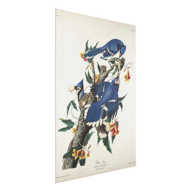 Wandbilder Blumen Vintage Lehrtafel Blauer Häher