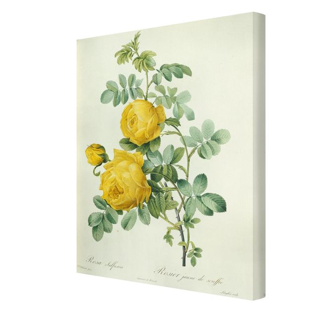 Wandbilder Blumen Pierre Joseph Redouté - Rosa Sulfurea