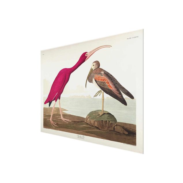 Wandbilder Strände Vintage Lehrtafel Roter Ibis
