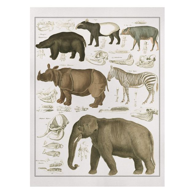 Zebra Bilder auf Leinwand Vintage Lehrtafel Elefant, Zebra und Nashorn
