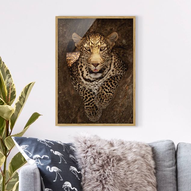 Tierbilder mit Rahmen Leopard ruht auf einem Baum