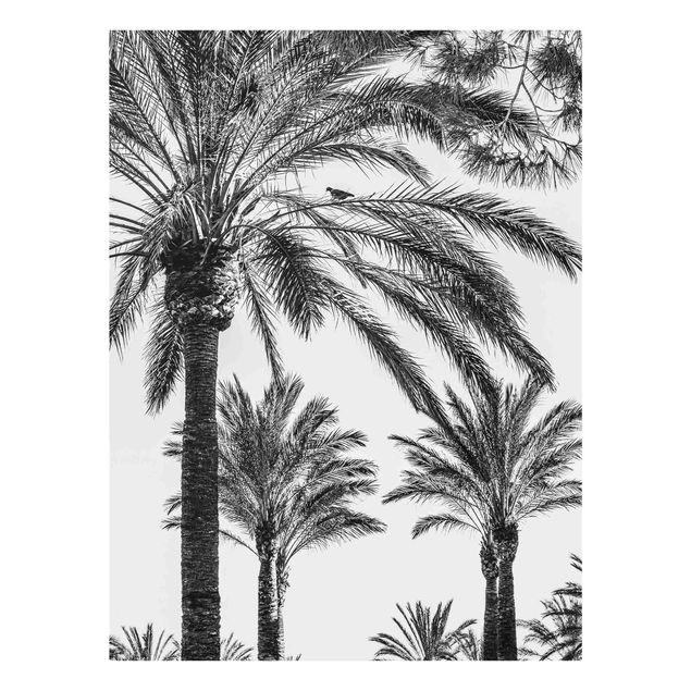 Glasbild schwarz-weiß Palmen im Sonnenuntergang Schwarz-Weiß