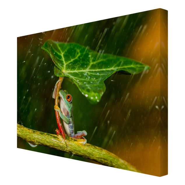 Wandbilder Grün Ein Frosch im Regen