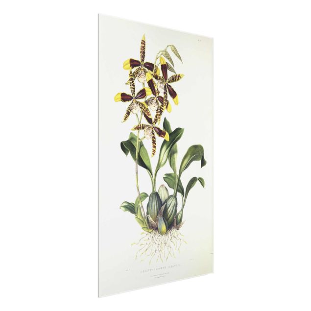 Kunststile Maxim Gauci - Orchidee II