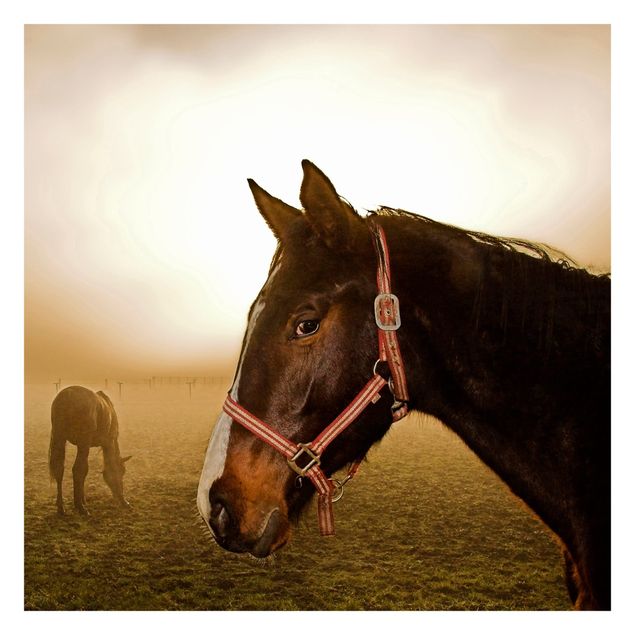 Fototapete - Early Horse