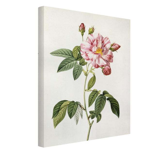Blumenbilder auf Leinwand Pierre Joseph Redouté - Rosa Gallica-Rose