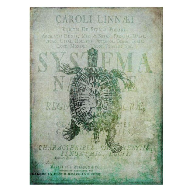 Wandbilder Türkis Vintage Collage - Antike Schildkröte