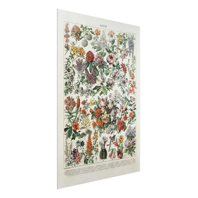 Wandbilder Floral Vintage Lehrtafel Blumen II