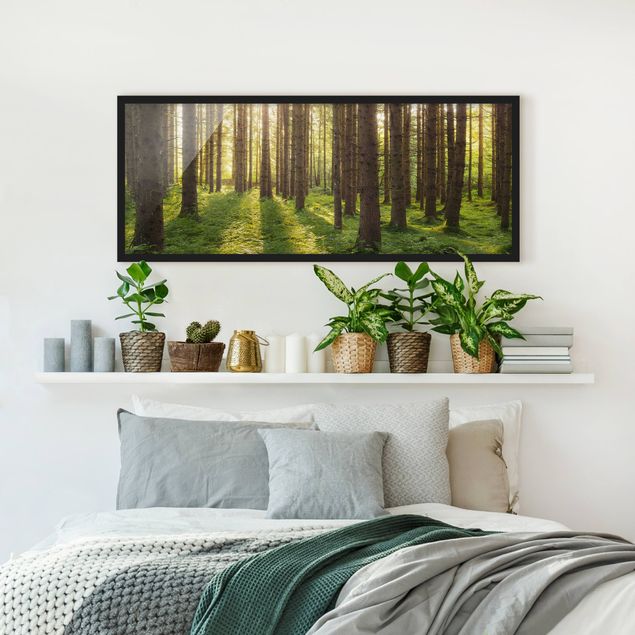 Wandbilder Landschaften Sonnenstrahlen in grünem Wald