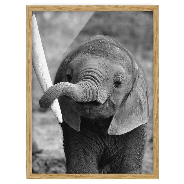 Gerahmte Bilder Tiere Elefantenbaby